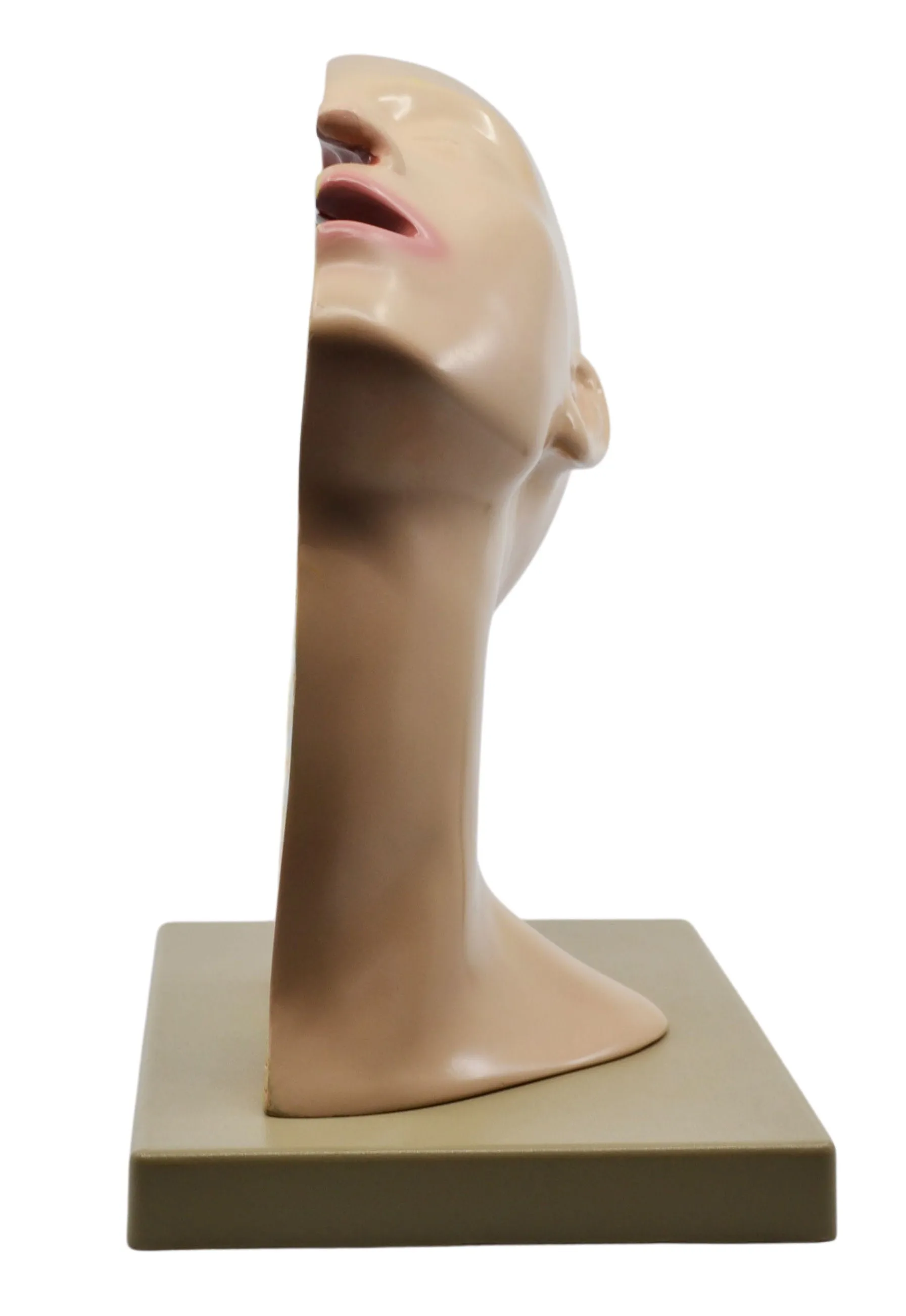 Nasal Swab Training Model, 12 Inch - For Demonstration of Nasopharyngeal Testing - Made of PVC - Eisco Labs