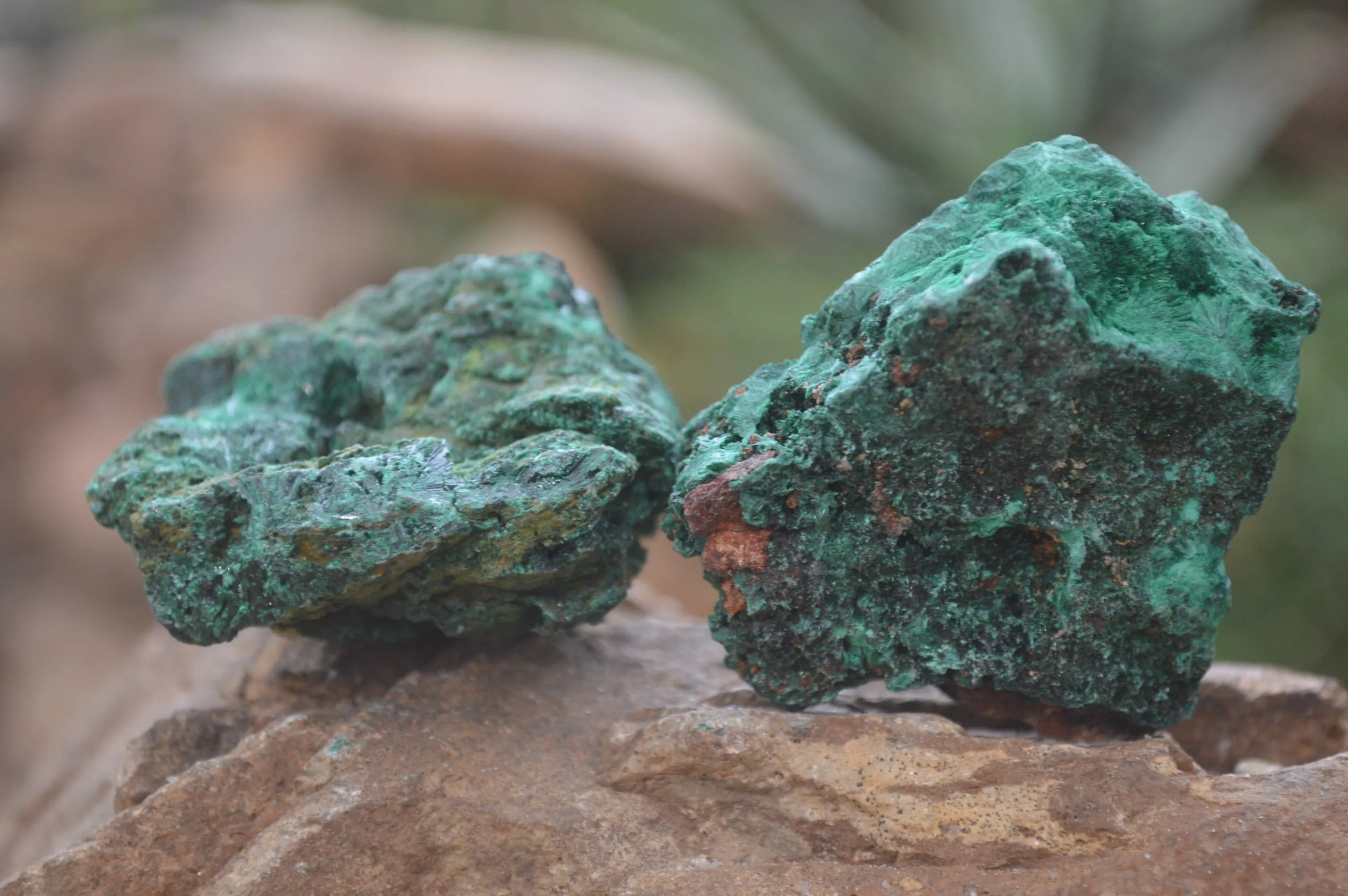 Natural Silky Malachite Specimens x 12 From Kasompe, Congo