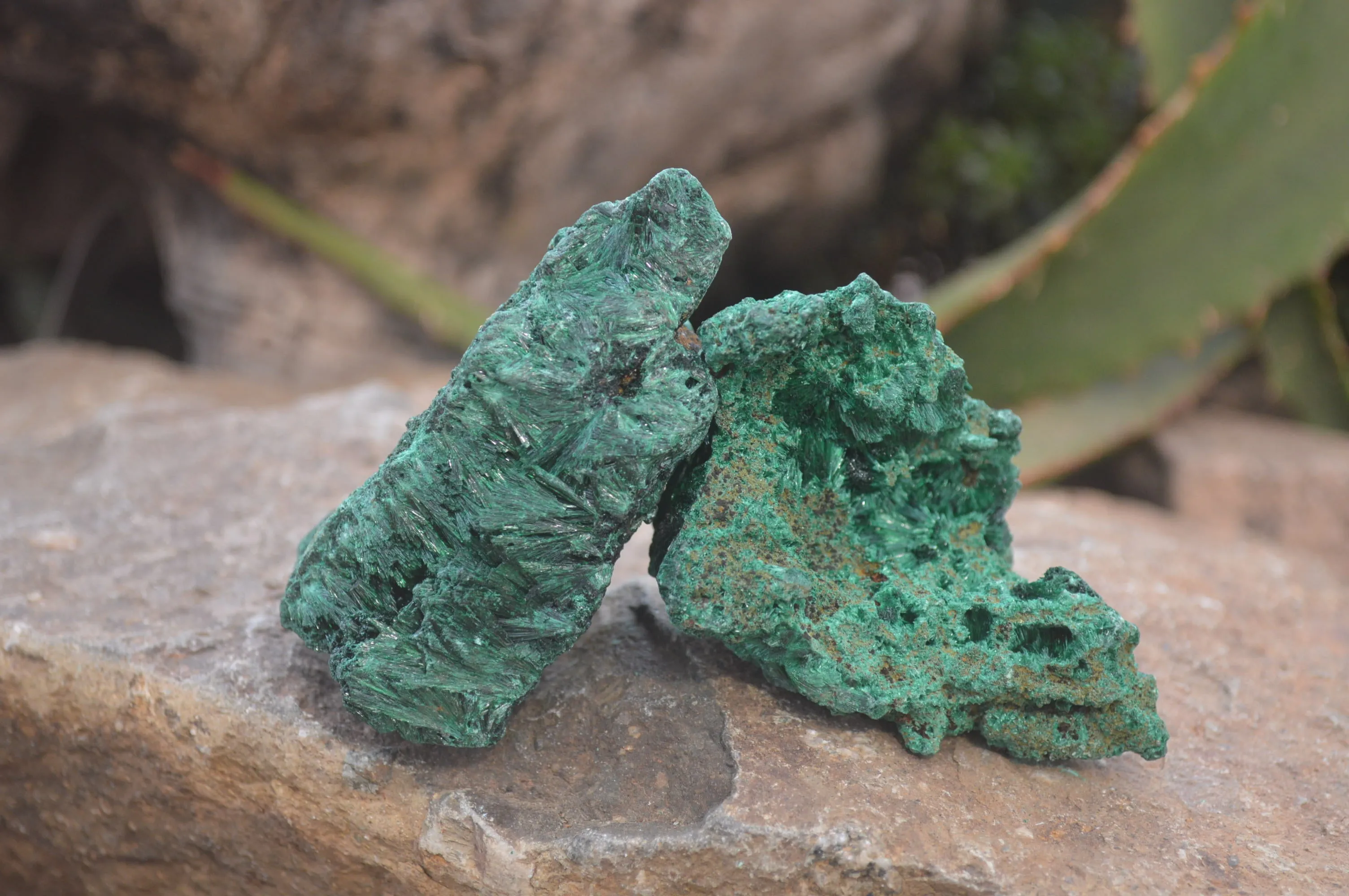 Natural Silky Malachite Specimens x 12 From Kasompe, Congo