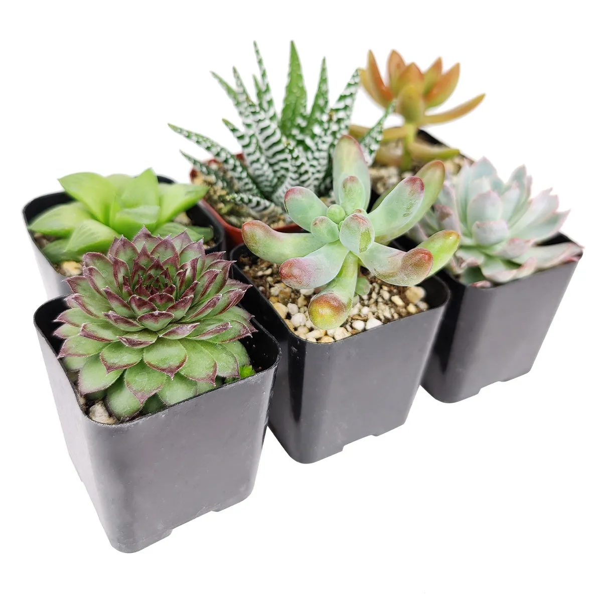 Pet-friendly Succulent Pack