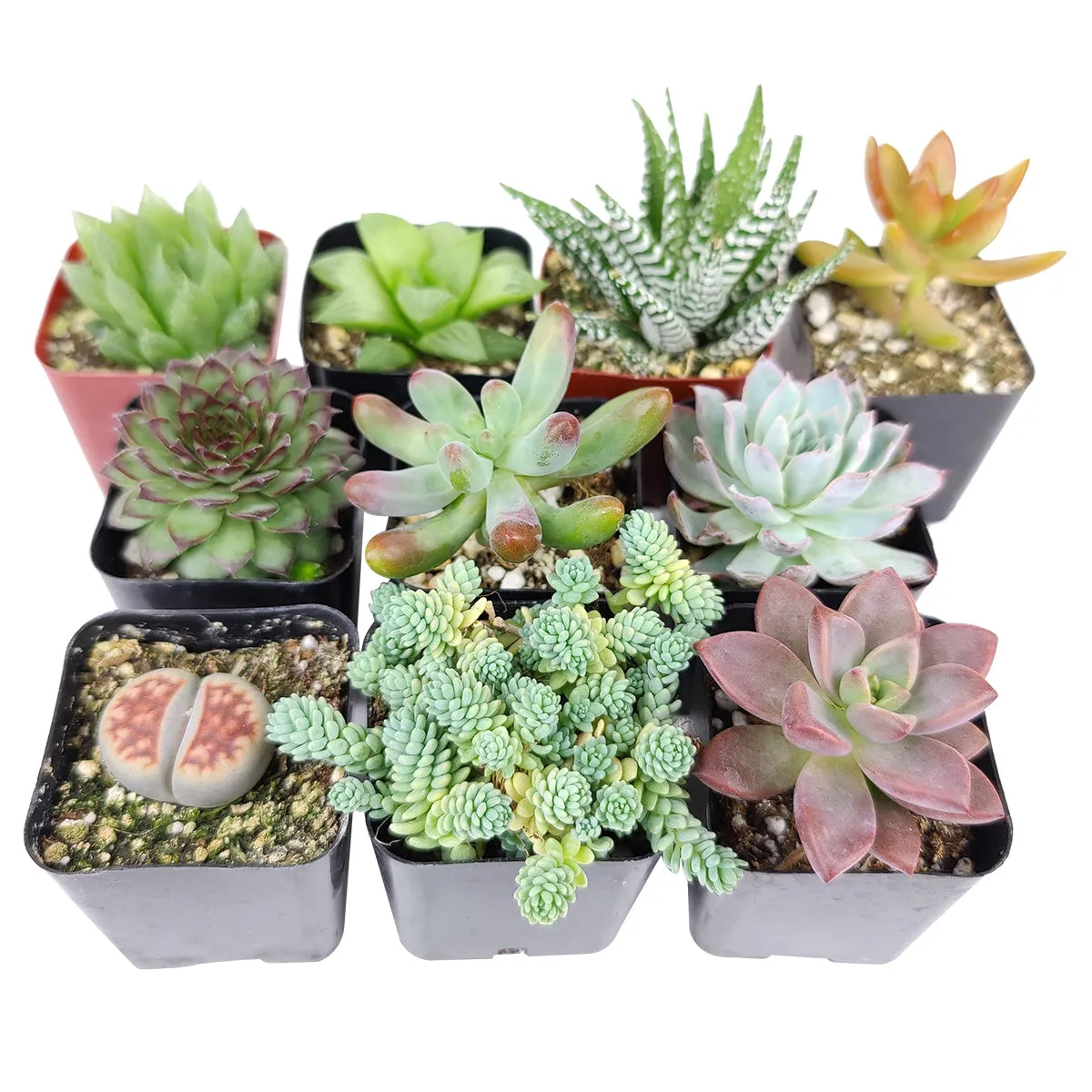 Pet-friendly Succulent Pack