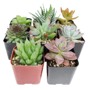 Pet-friendly Succulent Pack