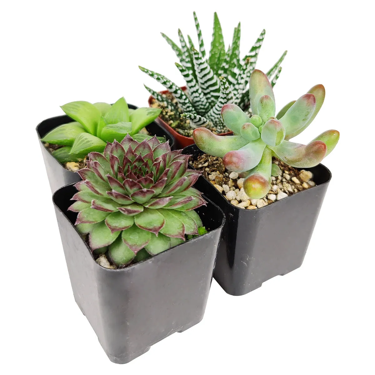 Pet-friendly Succulent Pack