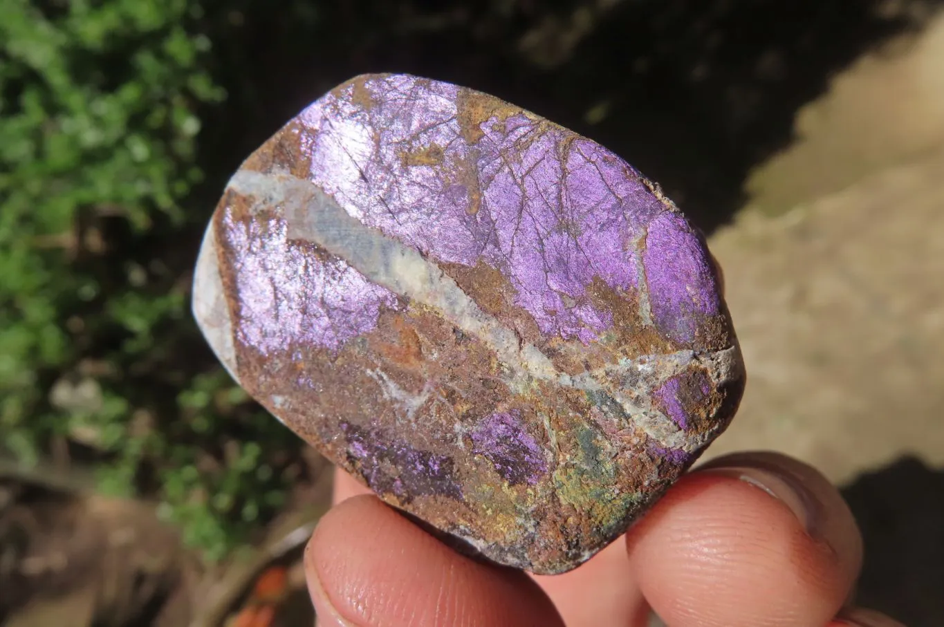 Polished On One Side Metallic Purpurite Specimens x 12 From Namibia