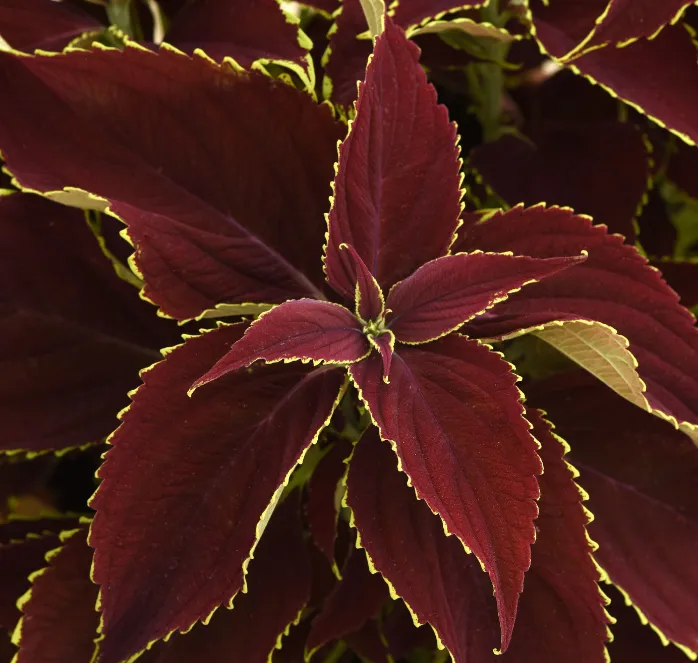 Premium Sun Ruby Hearts Coleus Seeds